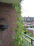 P1040276Feuerbohne.JPG