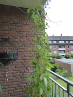 P1040276Feuerbohne.webp