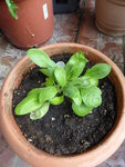 P1040287Schokoladenblume.JPG