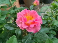 20210622_162335.webp
