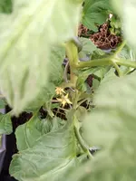 IMG_20210622_185809_1.webp
