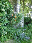 P1040185Westerland.JPG