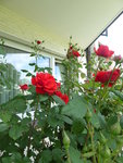P1040259namenlose rote Hausrose.JPG