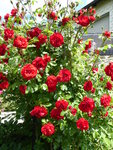 P1040261Amadeus.JPG