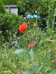 P1040265namenlose englische Rose.JPG
