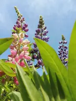 Lupine.webp
