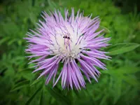 DSCF4737 (2).JPG