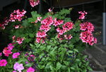 Pelargonie0115.JPG