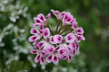 Pelargonie0415 Zuerichgarten.webp