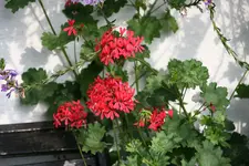 Pelargonie0515.webp