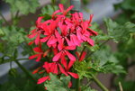 Pelargonie0615  Friesdorf.JPG