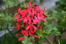 Pelargonie0615  Friesdorf.webp