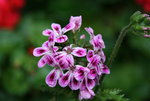 Pelargonie0715 Zuerichgarten.JPG