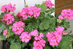 Pelargonie0916.JPG