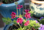 Pelargonie1517.JPG