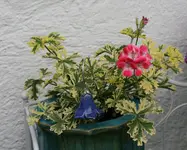 Pelargonie1717.webp
