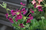 Pelargonie2117.JPG