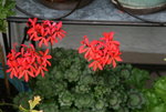 Pelargonie2517.JPG