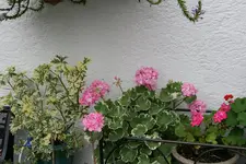 Pelargonie2617.webp