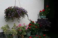 Pelargonie2817.webp
