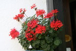 Pelargonie2918.JPG