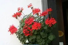 Pelargonie2918.webp