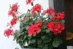 Pelargonie3018.JPG