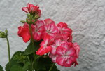 Pelargonie3119.JPG