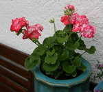 Pelargonie3219.JPG