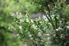 image003.webp