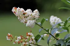 image008.webp