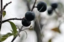 P1330663.webp