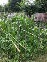 634DF61A-EB9F-442E-B032-131EBCAB4627.webp 634DF61A-EB9F-442E-B032-131EBCAB4627.webp