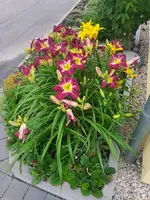 20210622_074725.webp