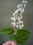 DSC06255.jpg