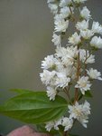 DSC06256.jpg