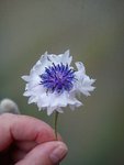 DSC06259.jpg