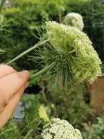 IMG_20210623_191833.webp
