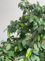 ficus2.webp