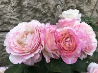 A19FB2E1-2D66-451F-A292-88ED5816F9CB.webp