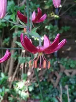 IMG_20210618_184943.webp