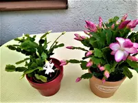 IMG_20210624_143815_3.webp IMG_20210624_143815_3.webp