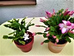 IMG_20210624_143815_3.jpg