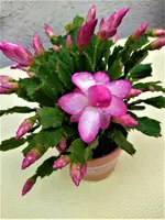 IMG_20210624_143652_1.webp IMG_20210624_143652_1.webp