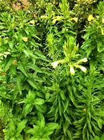 IMG_20210624_144400.webp