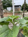 k-IMG_1660.JPG