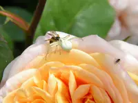 DSCN8210.webp