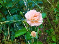 IMG_20210624_195703_1.webp