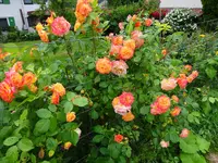 DSC01858.JPG