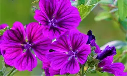 2021blmn74.webp